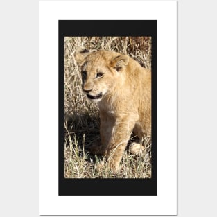 Lion Cub Sitting, Maasai Mara, Kenya Posters and Art